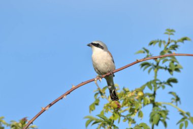 The bird (Lanius collurio male) sitting on a dog rose.