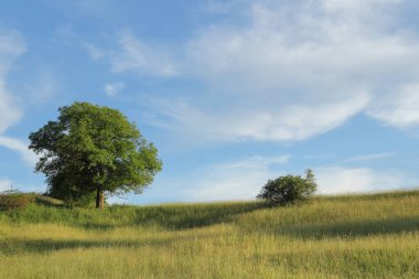 Deciduous tree and shrub on the wavy meadow in the hill, in the background is a blue sky with light clouds. 