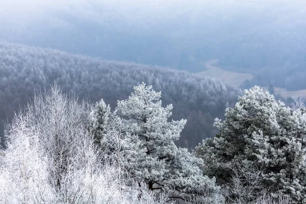Frosty Foggy Day Snow Foreground Frozen Trees Background Forest Fog — Foto de Stock