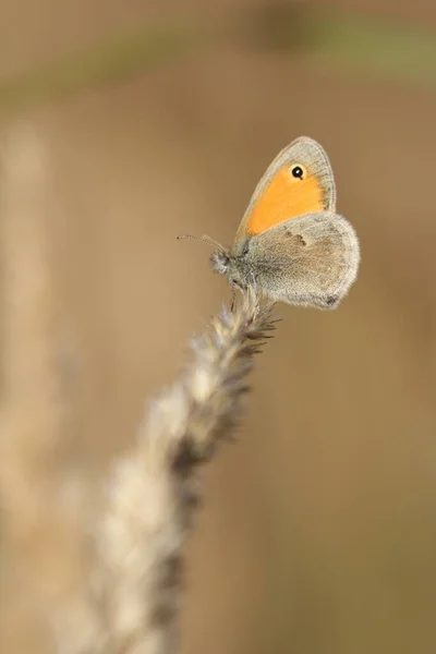 Coenonympha Pamphilus Borboleta Sentado Grama Com Fundo Borrado — Fotografia de Stock