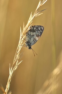 Kelebek (Melanargia galaksisi) kuru çimenlerde.