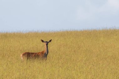 Çayırda bir ceset var. Arka planda mavi bir gökyüzü var..