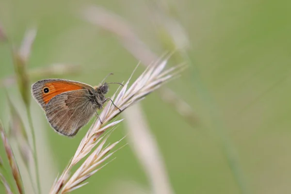 Coenonympha Pamphilus Borboleta Sentado Grama — Fotografia de Stock