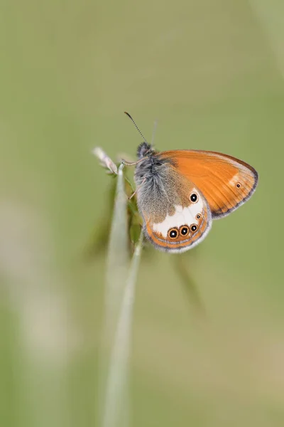 Schmetterling Coenonympha Arcania Sitzt Gras — Stockfoto