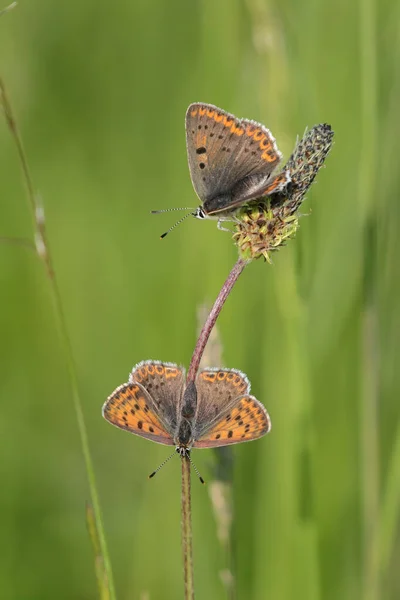 Dwa Motyle Siedzące Trawie Zamazanym Tłem — Zdjęcie stockowe