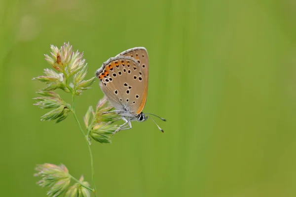 Azul Comum Borboleta Polyommatus Icarus Sentado Grama — Fotografia de Stock