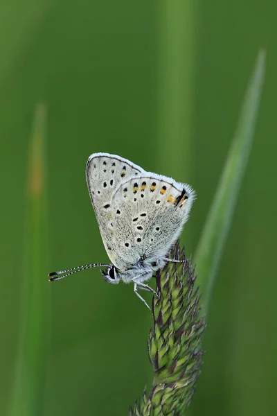 Papillon Pseudophilotes Vicrama Assis Dans Herbe — Photo