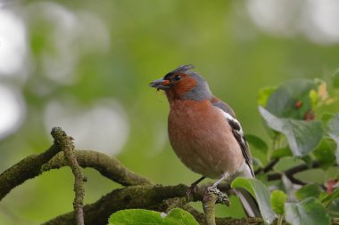 Bir dalda oturan sıradan bir karatavuk ve gagası böceklerle doludur..