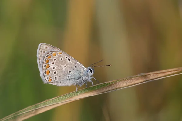 Borboleta Sentado Grama Coberta Com Orvalho Com Fundo Borrado — Fotografia de Stock