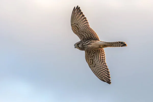 Flying Falcon Outstretched Wings — Foto de Stock