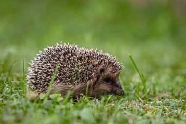 hedgehog standing in the grass