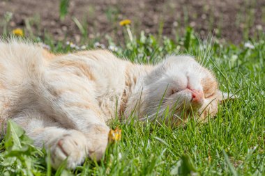 Sleeping orange cat in the garden in the grass.
