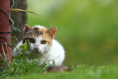 Yerde oturan küçük kedi yavrusu