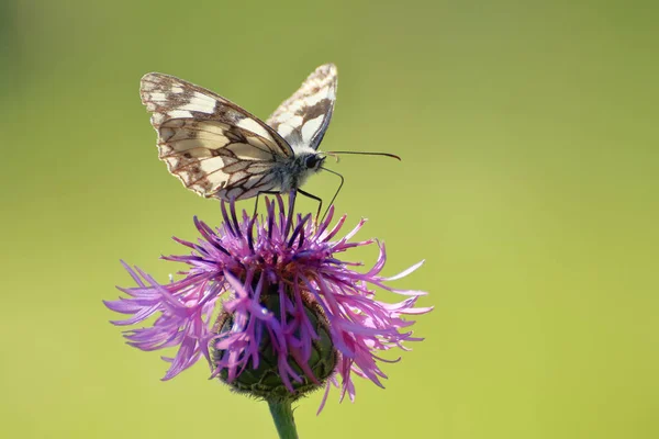 Melanargia Galathea Butterfly Sitting Tall Grass — Fotografia de Stock