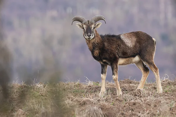 Αρσενικό Mouflon Στέκεται Γεωργική Κατά Τις Αρχές Της Άνοιξης — Φωτογραφία Αρχείου