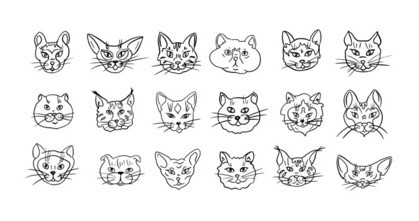 Conjunto Raças Diferentes Gatos Desenhados Vector Icons Para Petshops Banners — Vetor de Stock