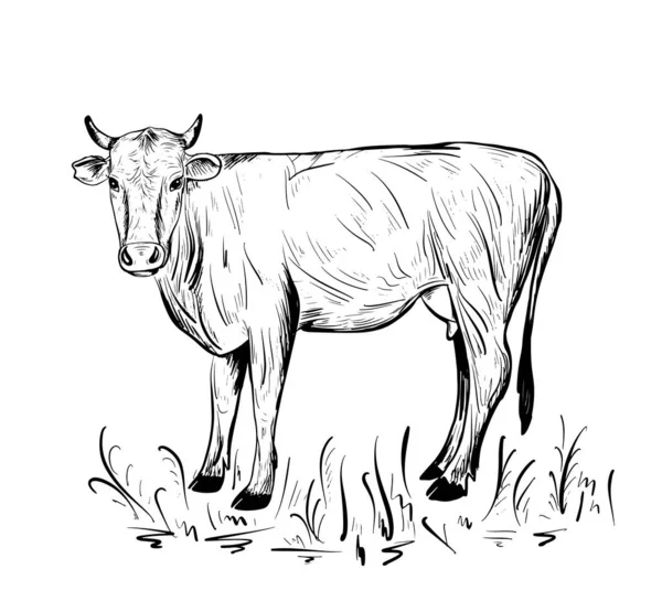 Krowa Wypasa Się Łące Zwierzęta Gospodarskie Szkic Białym Tle Ilustracja — Wektor stockowy