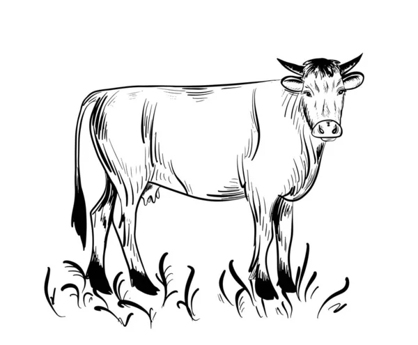 Vaca Pastar Prado Agricultura Mão Desenhada Estilo Doodle Vector Ilustração —  Vetores de Stock