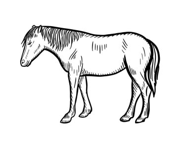 Sketch illustration of horse, doodle hand drawn.Farming. Livestock, vector illustration