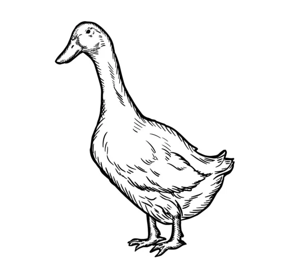 Hand Drawn Goose Isolated Engraved Style Vector Illustration Farming Livestock —  Vetores de Stock