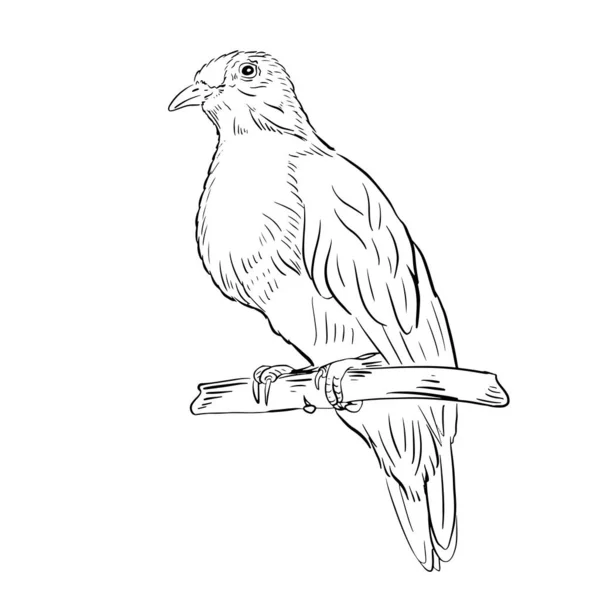 Black White Engraving Isolated Birds Vector Illustration Bird Branch Hand — Διανυσματικό Αρχείο