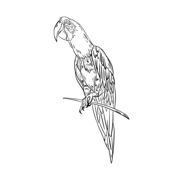 Parrot Bird Portrait Doodle Hand Drawn Style Vector Illustration Black — Vector de stock