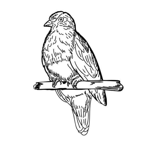 Bird Sitting Branch See Half Turn Hand Drawn Sketch Doodle — Wektor stockowy