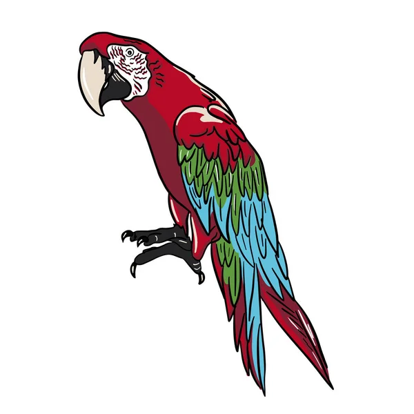 Sketch Big Parrot Doodle Style Vector Illustration — Vetor de Stock