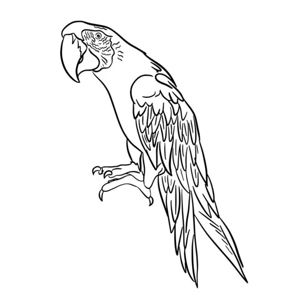 Sketch Parrot Doodle Style Exotic Bird Image Hand Drawn Rukl — Stockový vektor