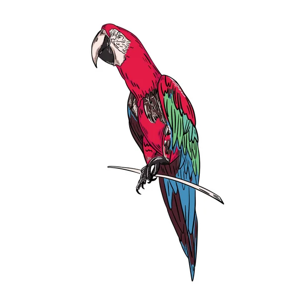 Renkli Bir Dalda Papağan Resmi Vektör Illüstrasyonu — Stok Vektör
