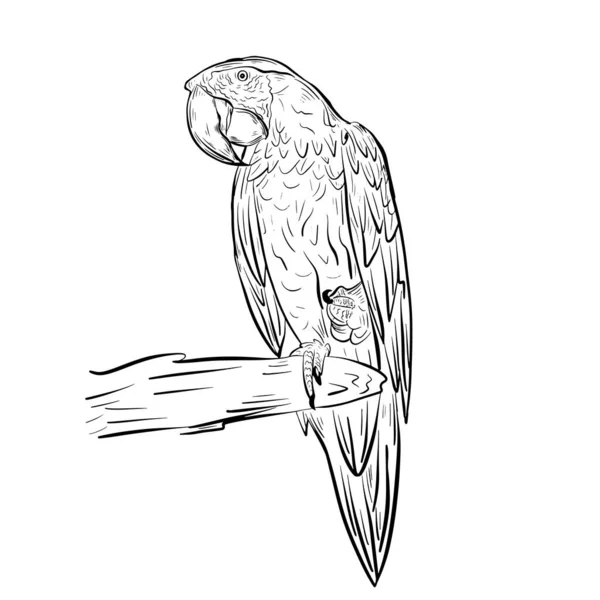 Portrait Parrot Bird Sits Branch Hand Drawn Sketch Doodle Style — Vector de stock