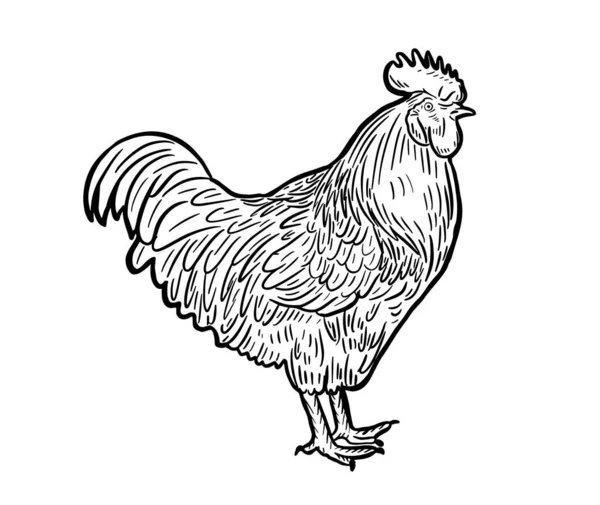 Hand Drawn Ink Illustration Rooster Cock Vector Illustration — 图库矢量图片