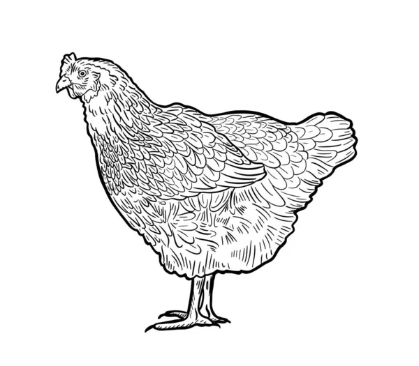 Handmade Chicken Hen Poultry Broiler Farm Animals Vintage Sketch Vector — 图库矢量图片