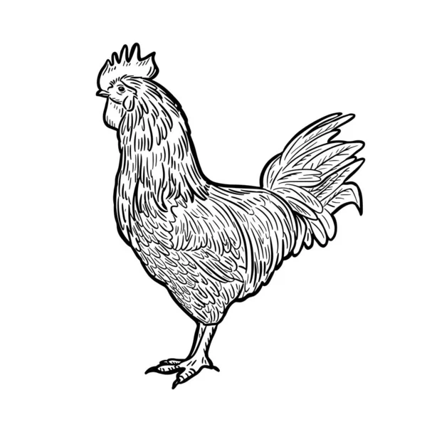 Engraved Rooster Rooster Hen Sketch Isolated White Background Hand Drawn — Image vectorielle