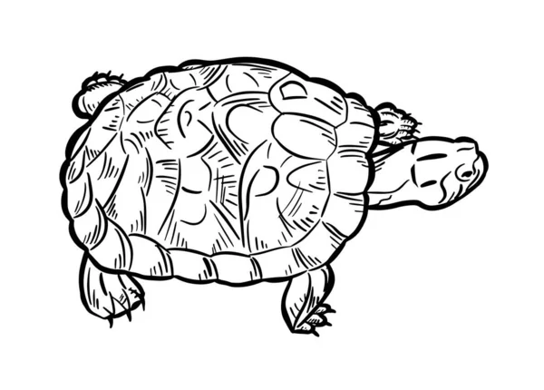 Turtle Outline White Background Reptile Animals Turtle Logo Icon Vector — стоковый вектор