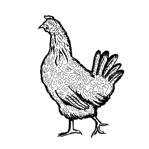 Handmade Chicken Hen Poultry Broiler Farm Animals Vintage Sketch Vector — Stok Vektör