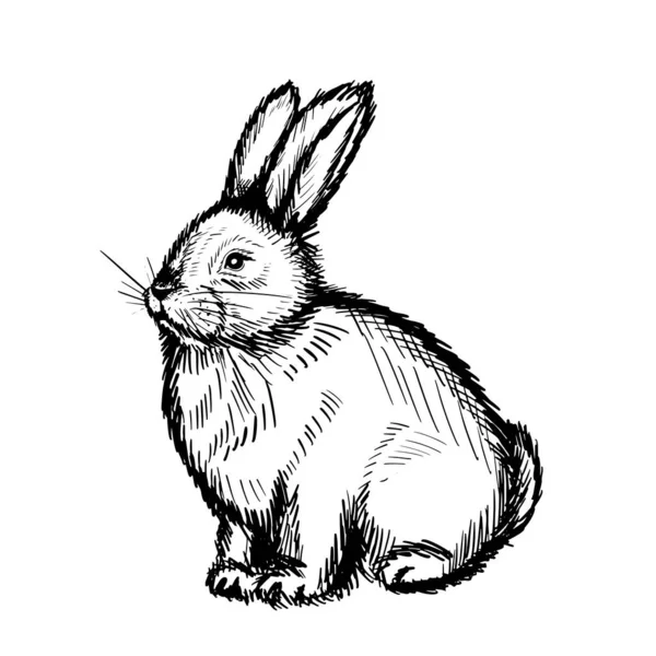 Cute Rabbit Bunny Hand Drawn Sketch Ink Seated Hare Vector — Vector de stock