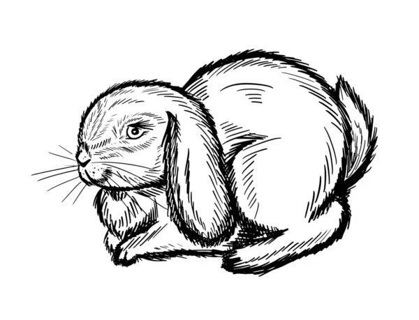 Cute Rabbit Bunny Hand Drawn Sketch Ink Seated Hare Vector — Stockový vektor