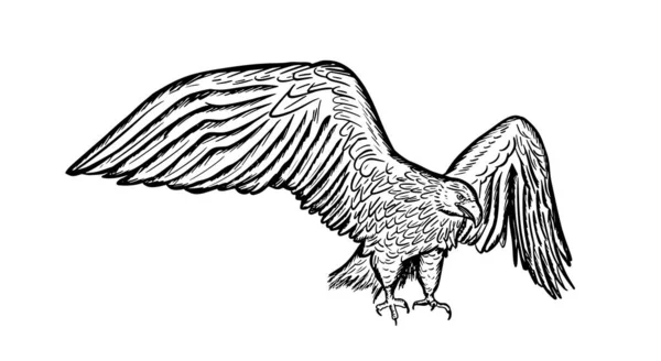 Aquila Reale Uccello Rapace Selvatico Stile Grafico Schizzo Disegnato Mano — Vettoriale Stock