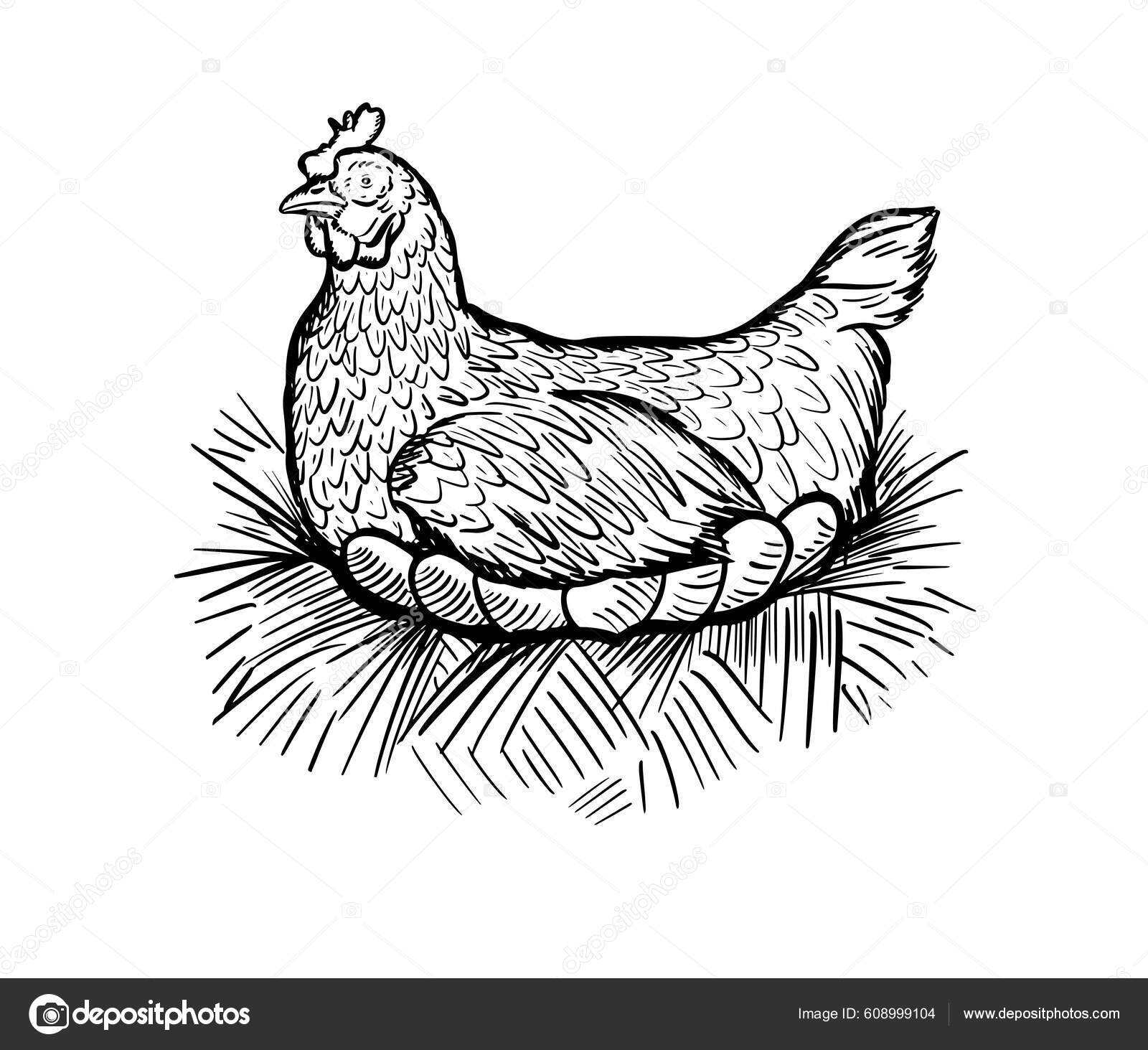 Como Desenhar Uma Galinha  Chicken drawing, Animal drawings, Bird