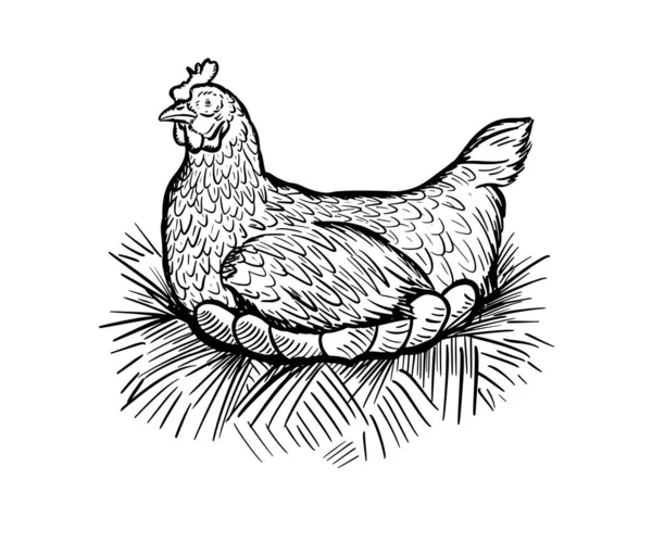 Hen Nest Sketch Farm Chicken Eggs Vintage Illustration Engraving Style — Stock Vector