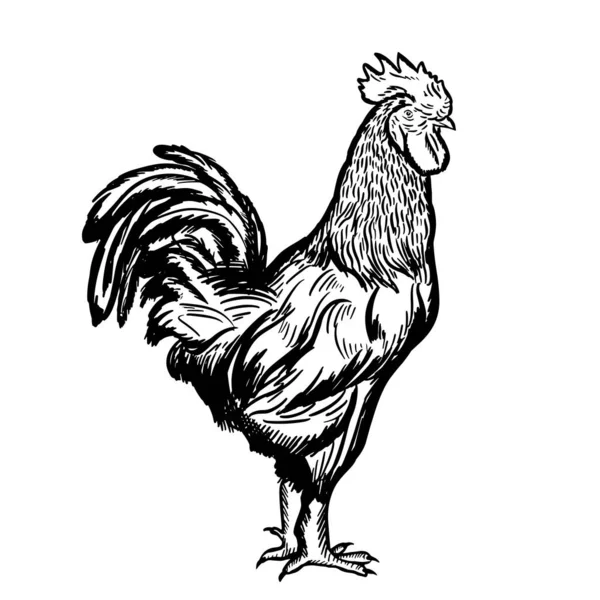 Boceto Del Gallo Dibujado Mano Negro Sobre Fondo Blanco Agricultura — Archivo Imágenes Vectoriales