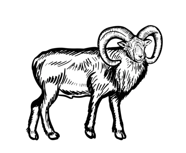 Ram Schaap Tekening Minimalistische Stijl Voor Logo Iconen Emblemen Sjabloon — Stockvector