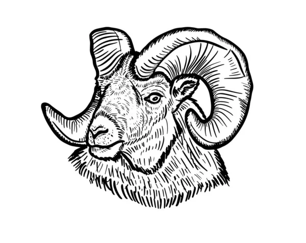 Hand Drawn Sketch Portrait Ram Sheep Vector Illustration Farming Livestock — Stock Vector