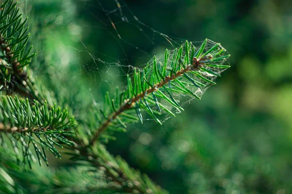 İğnelerinin üzerinde beyaz bir deniz mavisi ağı olan yeşil kozalaklı bir ağacın dalına yakın çekim. Sıcak, güneşli bir yaz gününde, ağ parıldıyor ve parıldıyor..