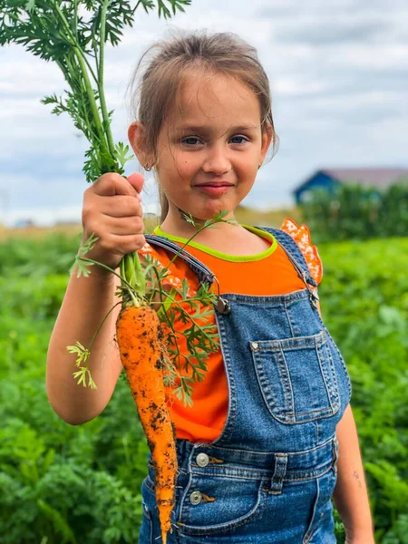 Kasabanın dışında elinde büyük bir havuç tutan, turuncu tişörtlü ve kot tulumlu şirin ve gülümseyen küçük bir kız. Çevrede bol miktarda yeşil, temiz hava ve sağlıklı yiyecek var.