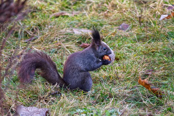 Variante noire d'un écureuil roux eurasien dans l'herbe avec une noix — Photo