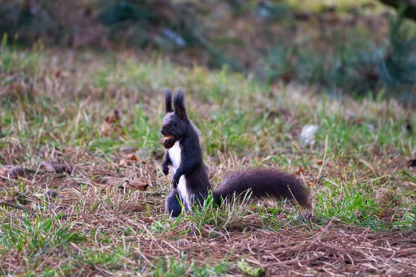 Variante noire d'un écureuil roux eurasien dans l'herbe avec une noix — Photo