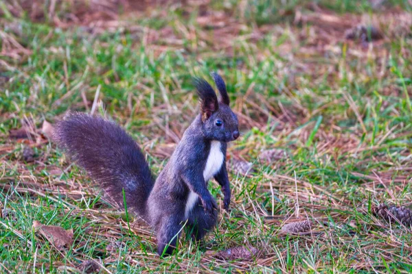 Varianta neagră a unei veverițe roșii eurasiatice în picioare în iarbă — Fotografie, imagine de stoc