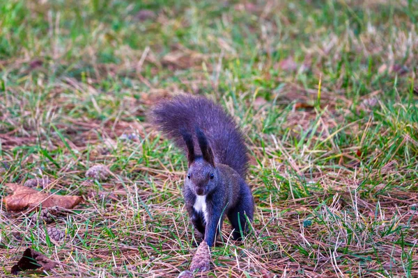Zwarte variant van een Euraziatische rode eekhoorn die in het gras staat — Stockfoto